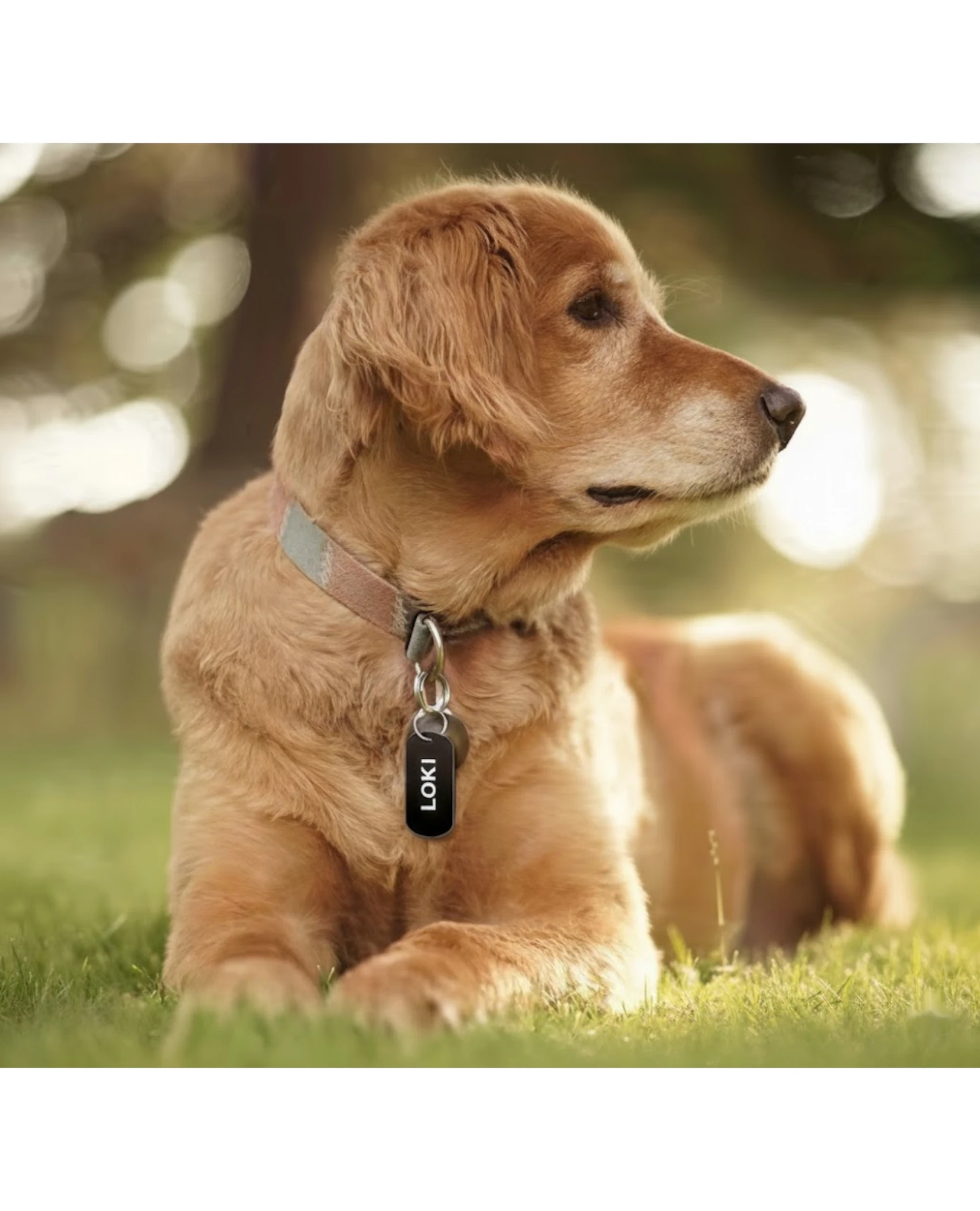 Adresówka dla Psa i Kota – Grawerowany Medalion z Imieniem i Rasą (Wiele Wzorów) - grawerowanie laserowe ze sklejki | Lumoria Studio Rybnik